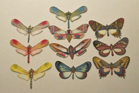 balancingh butterflies frontside balancerende vlinders voorkant